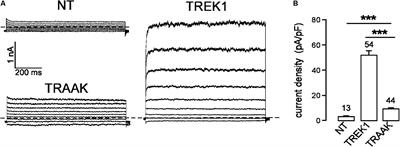 <mark class="highlighted">Antagonistic Effect</mark> of a Cytoplasmic Domain on the Basal Activity of Polymodal Potassium Channels
